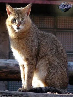 Камышовый кот - Кошачьи | Некоммерческий учебно-познавательный  интернет-портал Зоогалактика