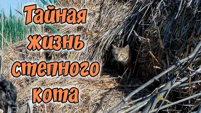 Астраханский камышовый кот - 70 фото