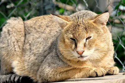 Камышовый кот астраханской области - 71 фото