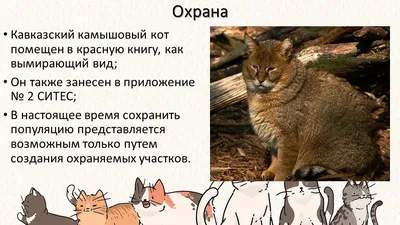 Камышовый кот, хаус - Красная Книга - животные - Каталог статей -  Персональный сайт