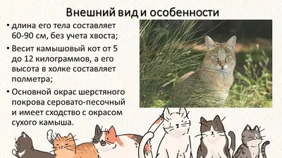 Пропала кошка Барсик, ул. Адмирала Макарова 5, Астрахань | Pet911.ru