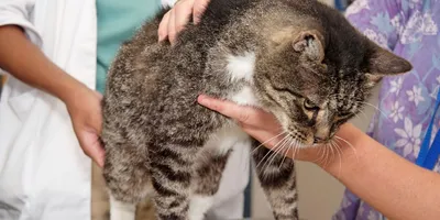 Гидроторакс у кошек, причины и лечение водянки | Ветклиника Берлога