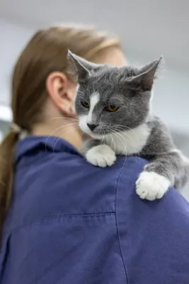 ГКМП у кошек (гипертрофическая кардиомиопатия): симптомы, лечение, сколько  живут