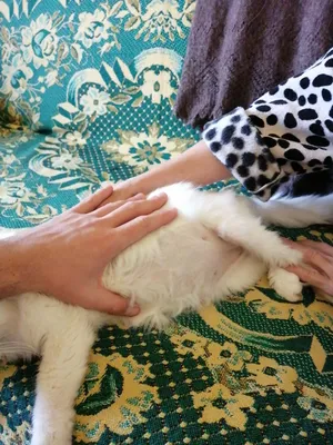 Коронавирус у кошек: симптомы и лечение - ветеринарные статьи специалистов  клиники «Джунгли»