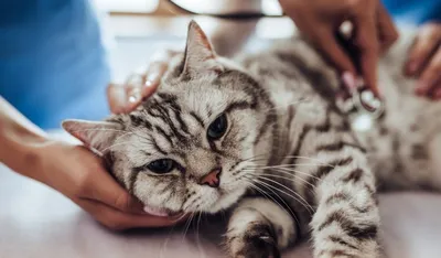 Асцит, или брюшная водянка у кошек: причины возникновения и терапия | 3ККК  Кошки, коты и котята | Дзен