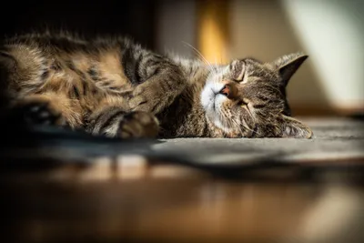 Болезни кошек: симптомы и лечение заболеваний у котят и пожилых котов