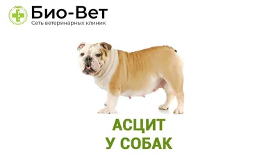 Асцит у собак (брюшная водянка): причины, симптомы, прогноз и лечение |  PetGuru