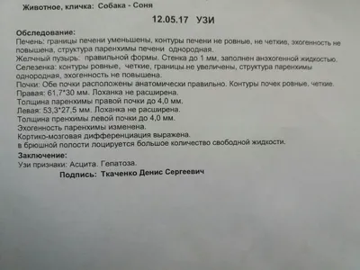 Рвота с кровью у собак - причины и лечение при тошноте розовой жидкостью