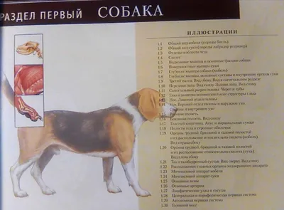 🥇8873 р. – Ferplast ATLAS 60 CLASSIC перевозка для собак крупных пород до  45 кг, 91 x 61 x 68 см купить в Калининграде с доставкой 🐈  Интернет-зоомагазин «КАТИКО»