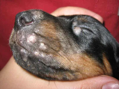 Клинический случай - пиодермия у собаки