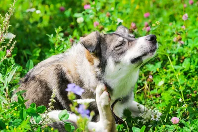 Атопический дерматит у собак: фото, лечение, прогнозы и уход за животным
