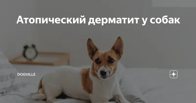 Атопический дерматит у собак: причины, лечение (ч.2) | Zoetis Россия | Дзен