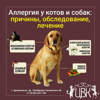 Атопия\" у... - Ветеринарный врач-дерматолог в Ташкенте | Facebook