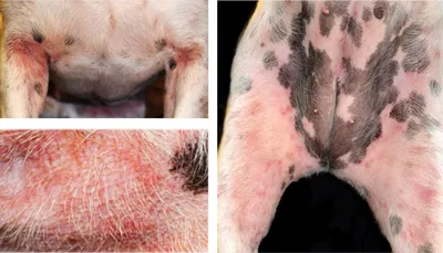 Сухой корм для собак Royal Canin Skin Care Adult Canine при атопии и  дерматозах 11 кг - доставка по Украине | ZooCool.ua