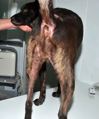 Royal Canin Skin Support / Ветеринарный сухой корм Роял Канин Скин Саппорт  для собак при Атопии и дерматозах 2 кг купить в Москве по низкой цене 2  110₽ | интернет-магазин ZooMag.ru