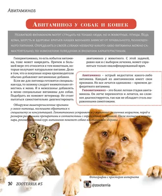 Болезни собак и их симптомы 🐶 – лечение и профилактика – ProPlan.ru