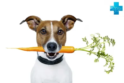 Как выглядит авитаминоз у собаки? Какое питание, добавки и витамины  необходимы?
