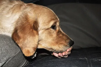 Перелом у собаки 🐶 симптомы и лечение переломов таза, ног, позвоночника,  бедра