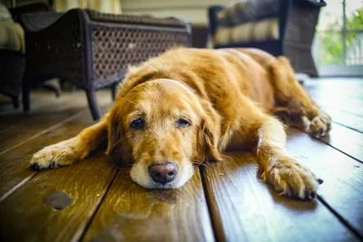 Лучшая лежанка для собаки или 15 причин выбрать лежак Pet Lounge | Фото и  отзывы покупателей