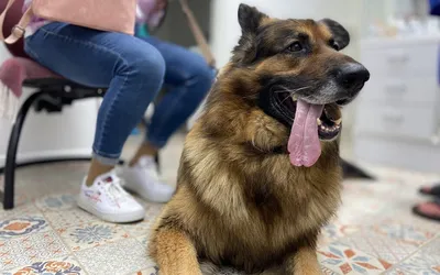 Выпускать отловленных собак возле школ и больниц хотят запретить в  Хабаровске — Новости Хабаровска