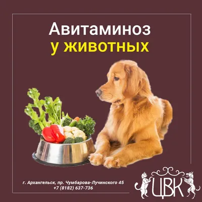 Фонд помощи бездомным животным on Instagram: \"Авитаминоз/гиповитаминоз у  собак 🔻 🍁Осень - пора авитоминоза (отсутствие витаминов) и гиповитаминоза  (нехватка витаминов) не только у людей, но и у животных. Но как же  распознать