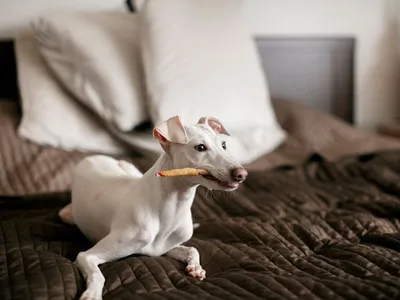 50 фотографий, которые призваны восполнить недостаток собак в вашей
