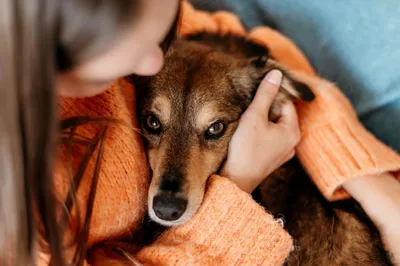 Что делать если собака простудилась: причины, распознавание симптомов,  методы лечения и профилактика болезни | HOME FOOD