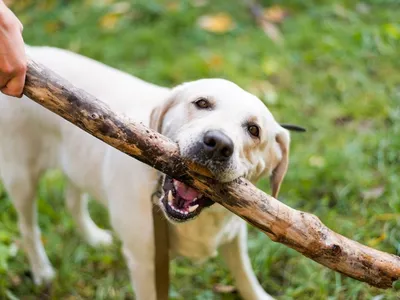 Рахит у собак и щенков: причины, симптомы, лечение – VETDOCS