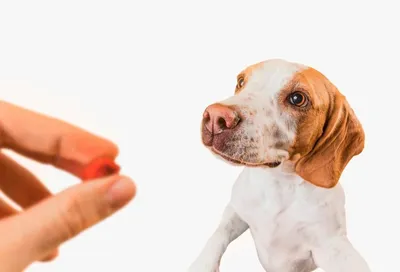 Рвота с кровью у собак - причины и лечение при тошноте розовой жидкостью