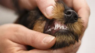 Пироплазмоз у собак: симптомы и лечение - ветклиника \"в Добрые Руки\"