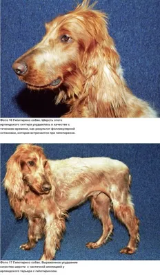 Заболевания животных, связанные с недостатком или избытком элементов -  Ветеринарная клиника МВЦ «Два сердца» в Санкт Петербурге