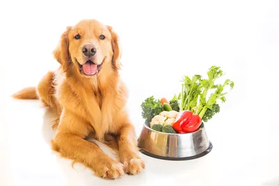 Как выглядит авитаминоз у собаки? Какое питание, добавки и витамины  необходимы?