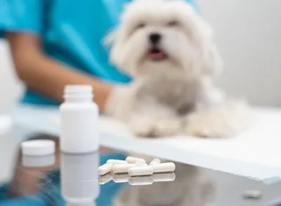 Что делать если собака простудилась: причины, распознавание симптомов,  методы лечения и профилактика болезни | HOME FOOD