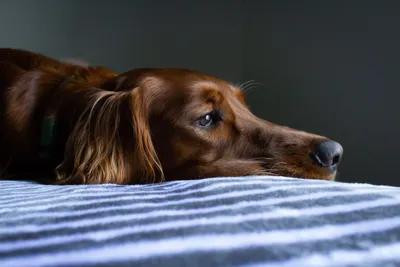 Авитаминоз у собаки - что нужно знать о симптомах и лечении - Pets