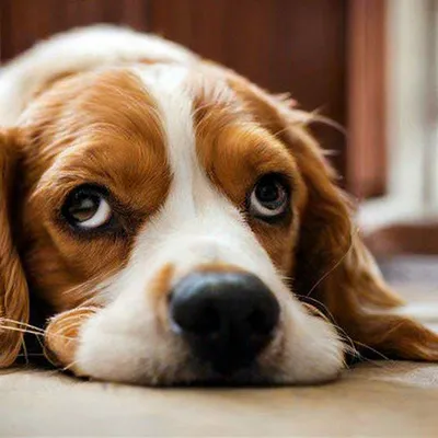 Перхоть у собаки, что делать: причины и лечение | CRAVE™