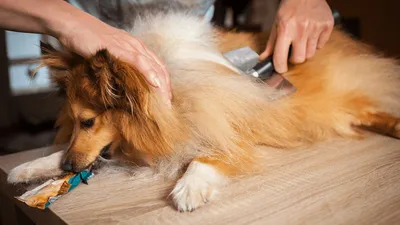 Эпилепсия у собак: причины, симптомы, лечение, профилактика в домашних  условиях