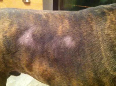 Проблемы с шерстью у собаки. | Ветеринарная клиника в Текстильщиках