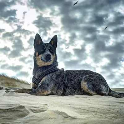 Австралийская кабанья собака (70 фото) - картинки sobakovod.club