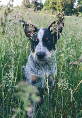Австралийская кабанья собака (70 фото) - картинки sobakovod.club