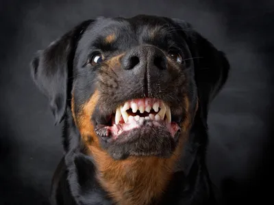 Не только ротвейлер, но и шарпей: Публикуем полный перечень собак, которых  хотят признать потенциально опасными - Журнал Интересант - interessant.ru