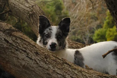 Австралийская кабанья собака - 76 фото