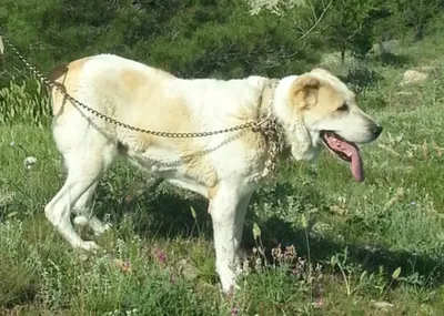 МВД России разработан перечень потенциально опасных собак