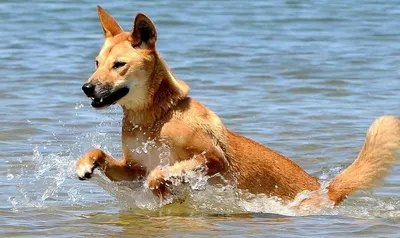 Австралийская кабанья собака - 56 фото