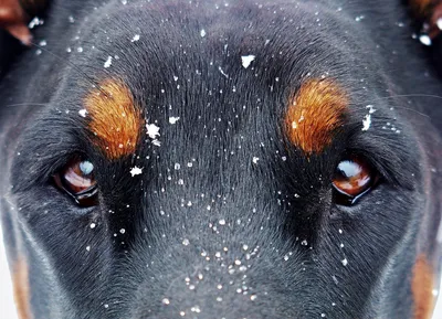 Австралийская пастушья собака - 63 фото