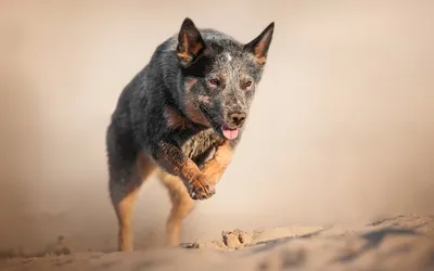 Австралийская кабанья собака - 72 фото