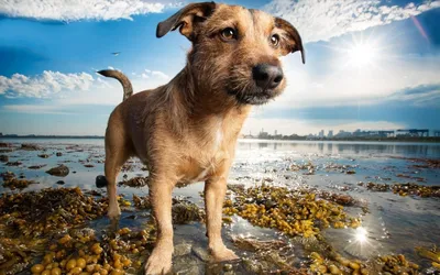 Хиллер австралия собака - 78 фото