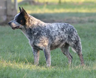 Порода собак австралийский хилер (69 фото) - картинки sobakovod.club