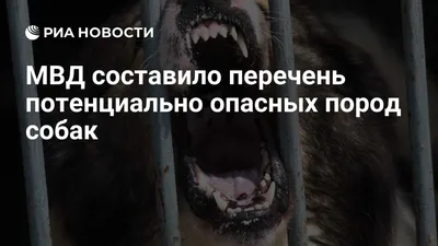 В МВД России составили список потенциально опасных собак - Столица 24