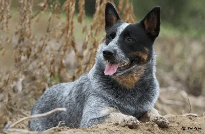Австралийская короткохвостая пастушья собака - фото и описание | Pet-Yes