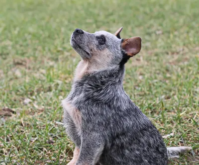 Австралийский хилер или австралийская пастушья собака | собачий след | Дзен